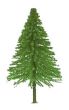 Fir