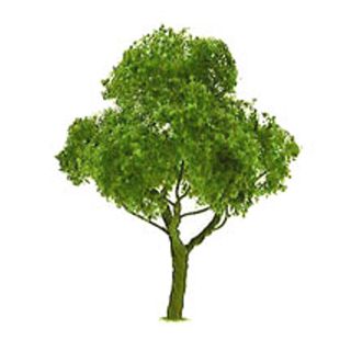 Deciduous