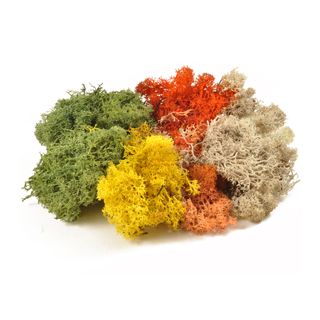 Lichen - Assorted